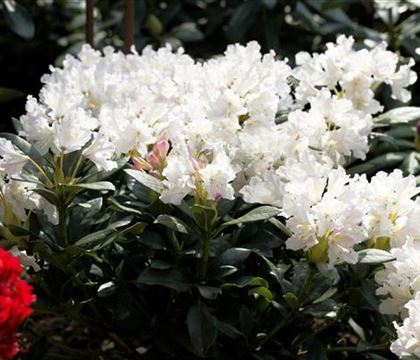 Rhododendron 'Cunningham's White' Rhododendron 'Cunningham's White'