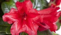 Rhododendron