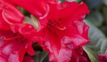 Rhododendron