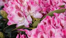 Rhododendron (Hybride) 'Helen Martin'