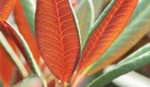 Rhododendron