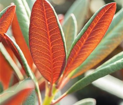 Rhododendron (Hybride) 'Wine and Roses' Rhododendron (Hybride) 'Wine and Roses'