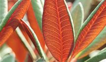 Rhododendron