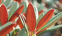 Rhododendron