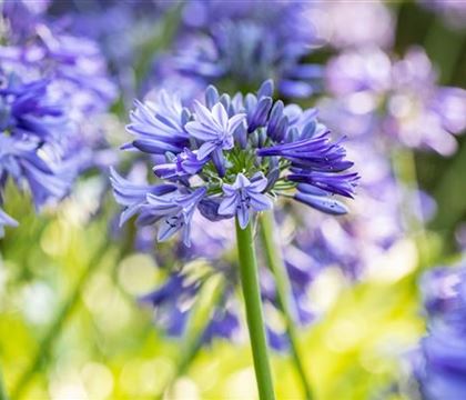 Agapanthus africanus 'Dr Brouwer'