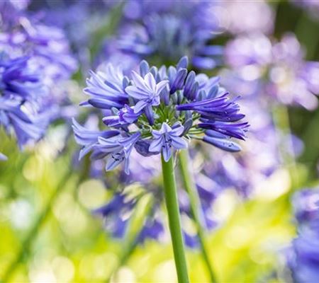 Agapanthus africanus 'Dr Brouwer'