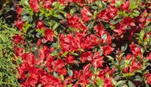 Japanische Azalee 'Fridoline'
