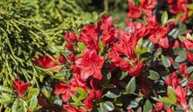 Japanische Azalee 'Fridoline'