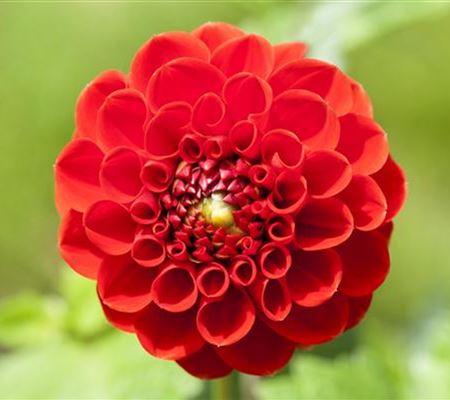 Dahlien – Blütenzauber im Sommer Dahlien – Blütenzauber im Sommer