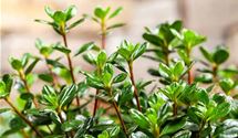 Rhododendron
