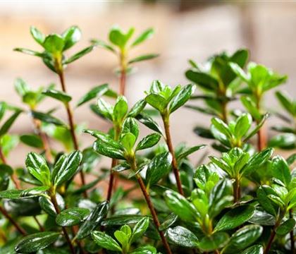 Rhododendron (Japanische Azalee) 'Anouk' Rhododendron (Japanische Azalee) 'Anouk'