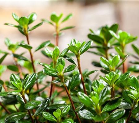 Rhododendron (Japanische Azalee) 'Anouk' Rhododendron (Japanische Azalee) 'Anouk'