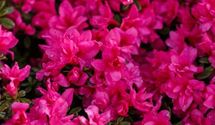 Japanische Azalee 'Melina'