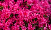 Japanische Azalee 'Melina'