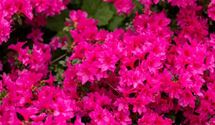 Japanische Azalee 'Melina'