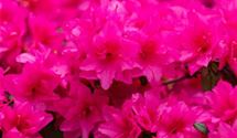 Japanische Azalee 'Melina'