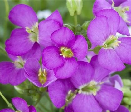 Arabis arendsii (x) 'Compinkie'