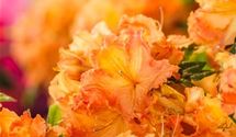 Rhododendron, Azalee