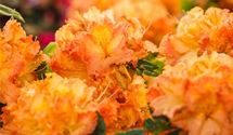 Rhododendron, Azalee