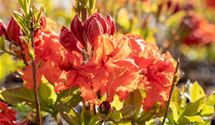 Rhododendron, Azalee