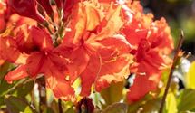 Rhododendron, Azalee