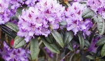 Pontische Alpenrose