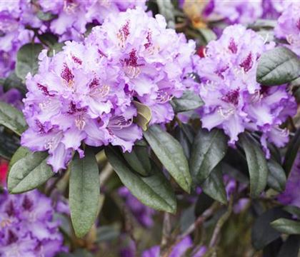 Rhododendron 'Blue Peter' Rhododendron 'Blue Peter'