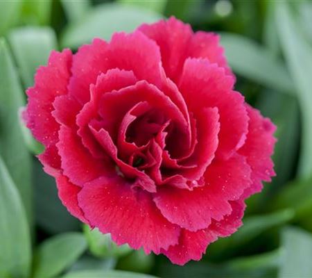 Der 1. Mai – was hat er mit Pflanzen und Blumen zu tun?