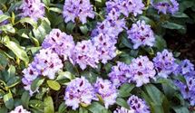 Pontische Alpenrose