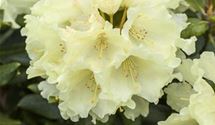 Rhododendron 'Goldkrone'®