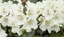 Rhododendron 'Goldkrone'®