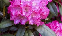 Rhododendron (Yakushimanum-Gruppe) 'Anuschka'