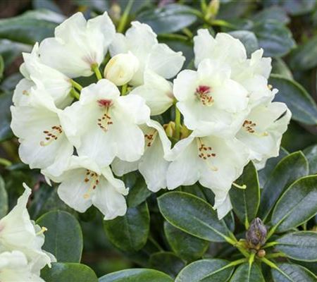 Rhododendron 'Flava' Rhododendron 'Flava'
