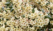 Rhododendron (Yakushimanum-Gruppe) 'Flava'