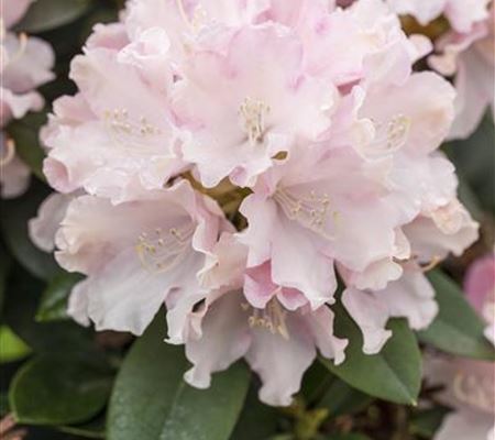 Rhododendron 'Schneekrone' Rhododendron 'Schneekrone'