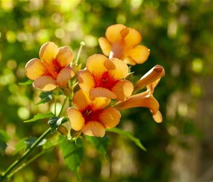 Campsis tagliabuana (x) 'Indian Summer' Campsis tagliabuana (x) 'Indian Summer'