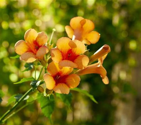 Campsis tagliabuana (x) 'Indian Summer' Campsis tagliabuana (x) 'Indian Summer'