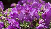 Rhododendron keleticum