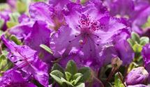 Rhododendron keleticum