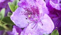 Rhododendron keleticum