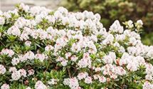 Rhododendron