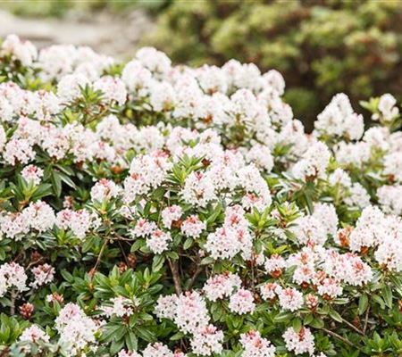 Rhododendron micrantum 'Bloombux' Rhododendron micrantum 'Bloombux'