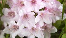 Rhododendron