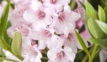 Rhododendron
