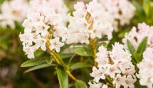 Rhododendron