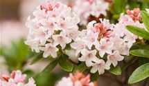 Rhododendron