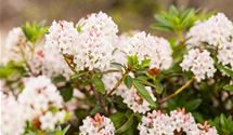 Rhododendron