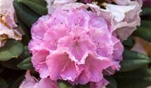 Rhododendron