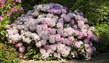 Rhododendron
