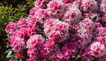 Rhododendron